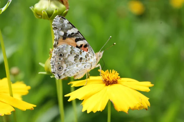 Бабочка на желтом цветке — стоковое фото