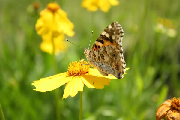 Papillon sur la fleur jaune — Photo