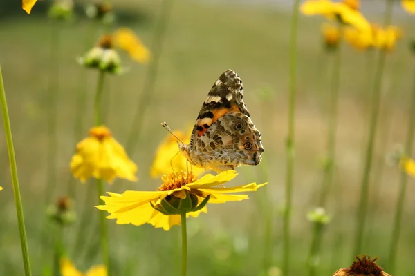 Πεταλούδα στο κίτρινο λουλούδι — Φωτογραφία Αρχείου