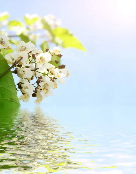 Zielone liście i białe kwiaty, odbicia w wodzie — Zdjęcie stockowe