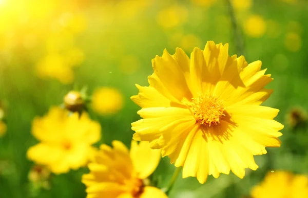 Сонячно-жовтий фон з квітами — стокове фото