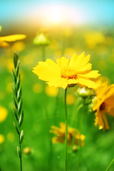 Napos sárga virágok háttér — Stock Fotó