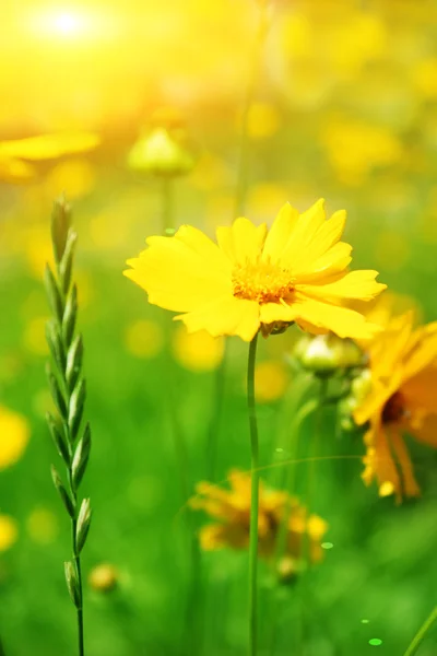 Fond de fleurs jaune ensoleillé — Photo
