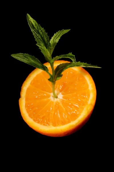 黒い背景にオレンジからを緑の植物の果樹園 — ストック写真