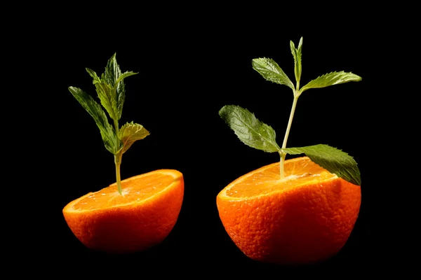 Зеленое растение вырастает из оранжевого на черном фоне — стоковое фото