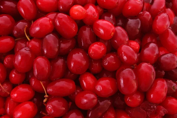 Cranberries background — Stock Photo, Image