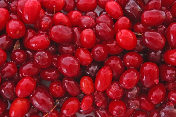 Cranberries fundo — Fotografia de Stock