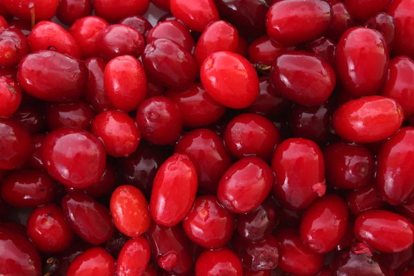 Cranberries background — Stock Photo, Image