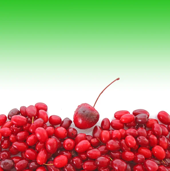 Cranberries em fundo branco — Fotografia de Stock