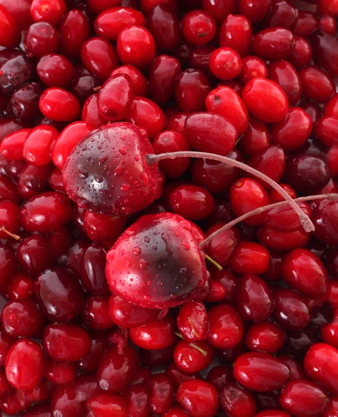 Cerejas no fundo cranberries — Fotografia de Stock