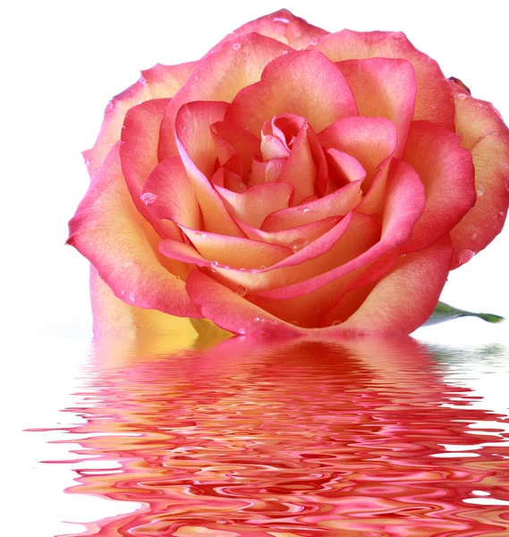 リフレクションで明るいピンクのバラ — ストック写真