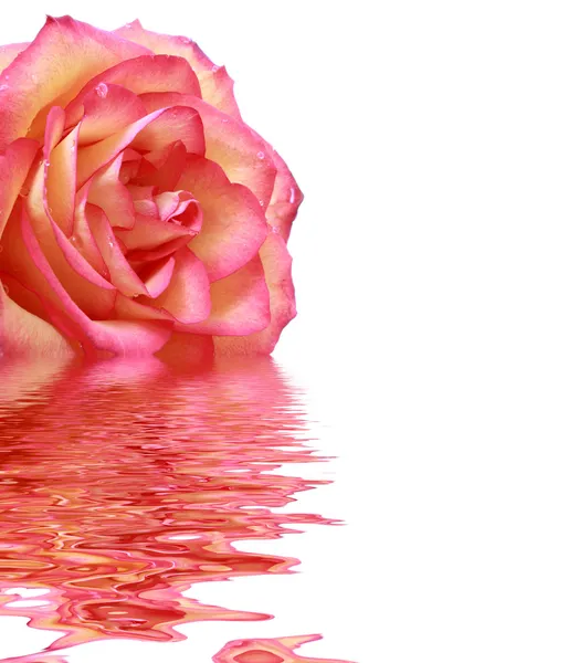 Bright pink rose with reflection — Stock Photo, Image