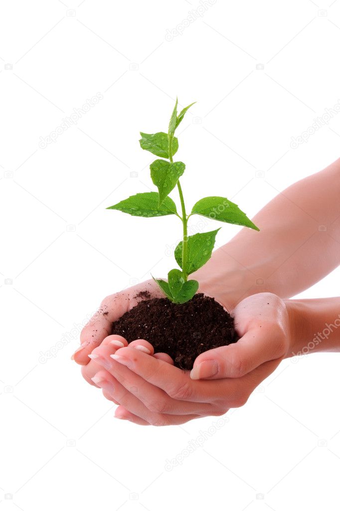 Human hands hold and a young plant