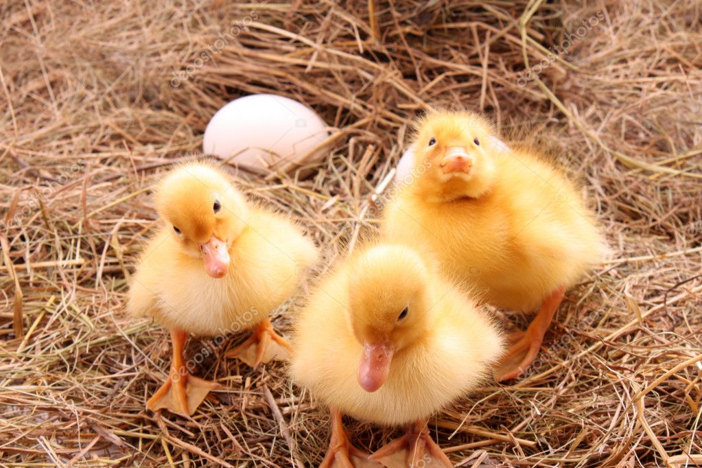 Patinhos Fofos Amarelos No Feno Fotografias De Stock C Belchonock 7287467