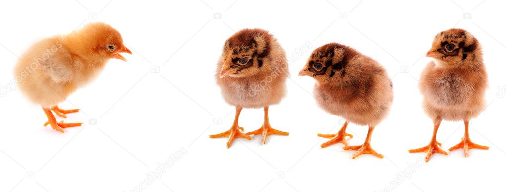 A few baby chicks over a white background