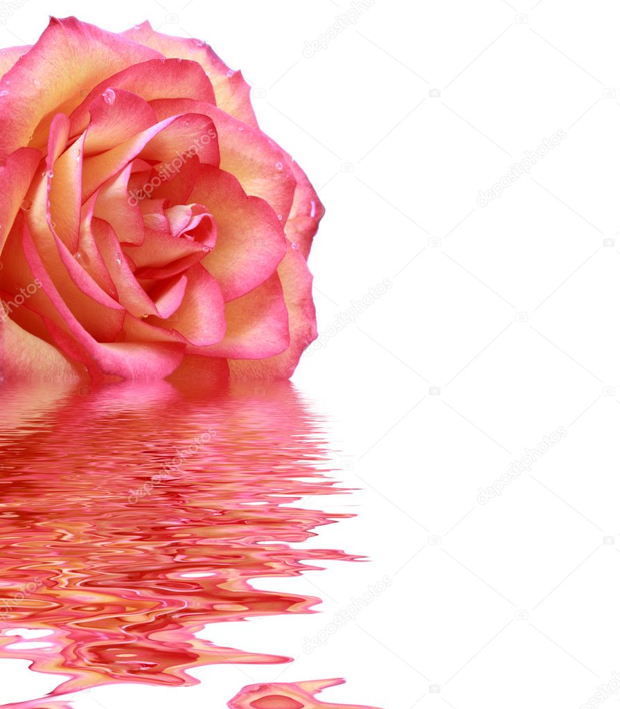 Bright pink rose with reflection
