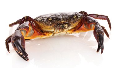 Crab isolated on white clipart