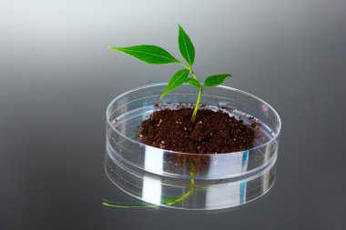 Genetically modified plant tested in petri dish clipart