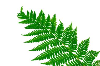 Green leaf of fern isolated on white clipart