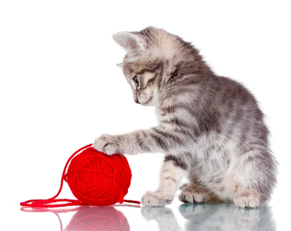 Śmieszny kociak szarych i piłka wątku na białym tle — Zdjęcie stockowe