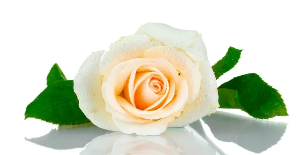 Κρέμα τριαντάφυλλο με φύλλα που απομονώνονται σε λευκό — Φωτογραφία Αρχείου