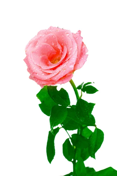 Schöne rosa Rose mit Tropfen isoliert auf weiß — Stockfoto