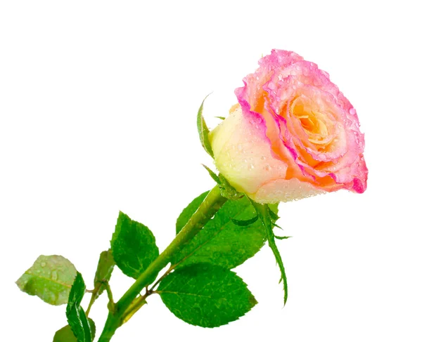 Piękna róża różowy z kropli na białym tle — Zdjęcie stockowe