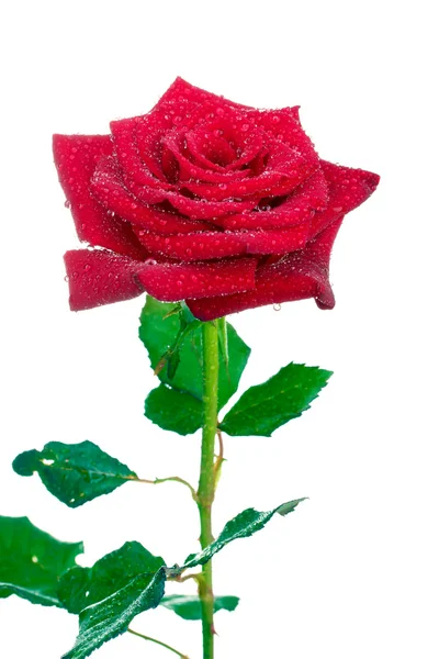 Красива червона троянда з краплями ізольовані на білому — стокове фото