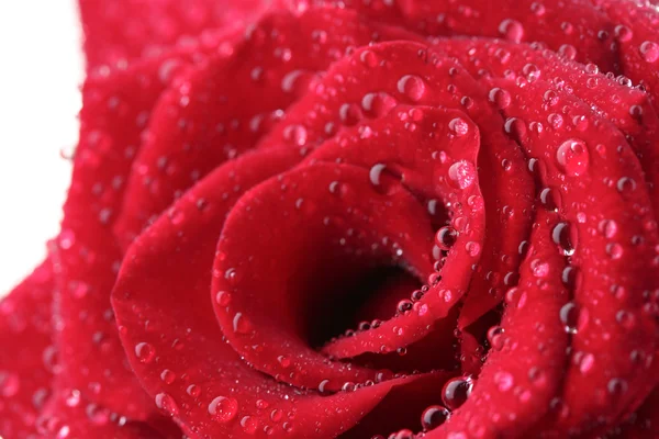 Mooie rode roos met druppels close-up — Stockfoto