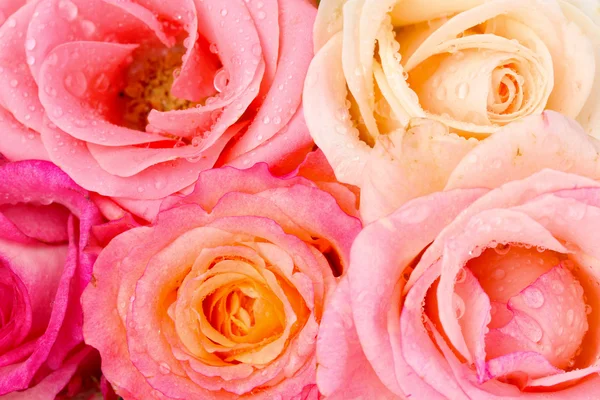 Kytice krásných růží izolovaných na bílém — Stock fotografie