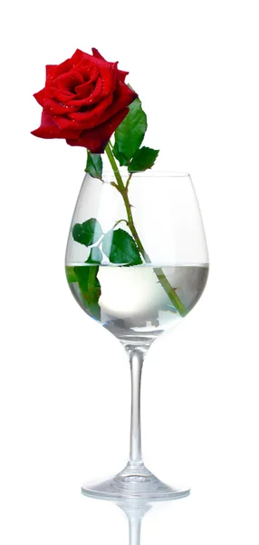 Beautiful red rose in glass isolated on white — Stock Photo, Image