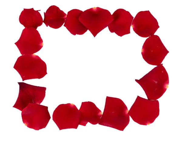 Petali di rosa rossa isolati su bianco — Foto Stock