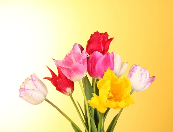 Tulipes sur fond jaune — Photo