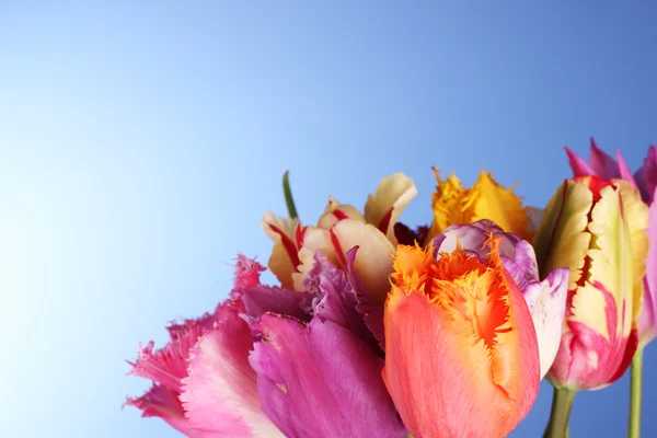 Tulips on blue background — Stock Photo, Image