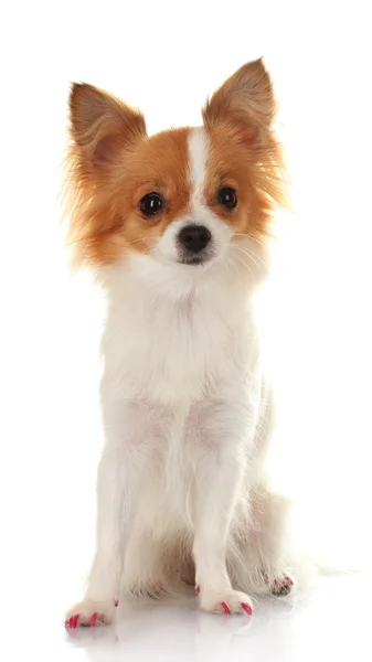 Funny little dog — Stock Photo, Image