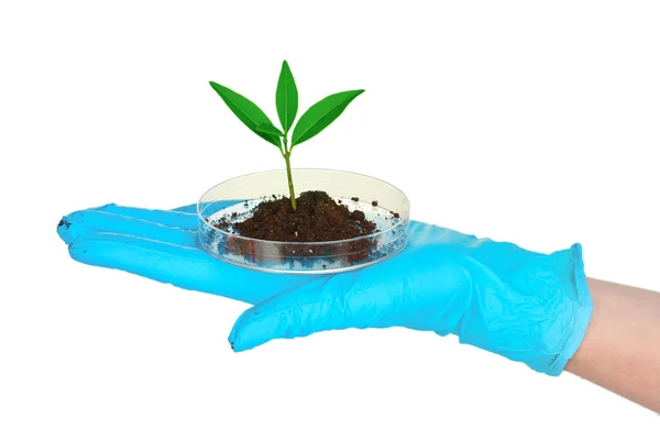 Plant and hand in laboratory — Stock Photo, Image