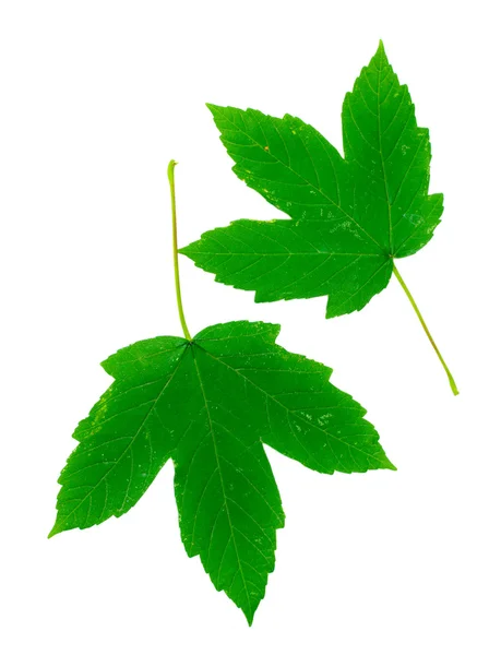 Belle foglie verdi — Foto Stock