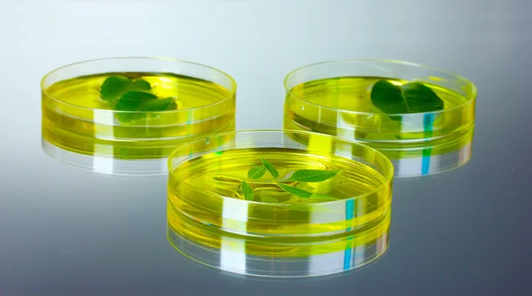 转基因的植物在皮氏培养皿中进行测试 — 图库照片