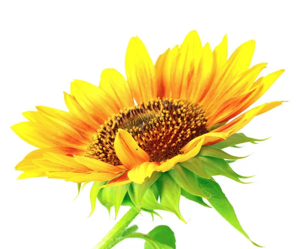 Piękne jasne słonecznik — Zdjęcie stockowe