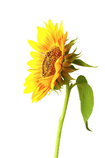 Schöne helle Sonnenblume — Stockfoto