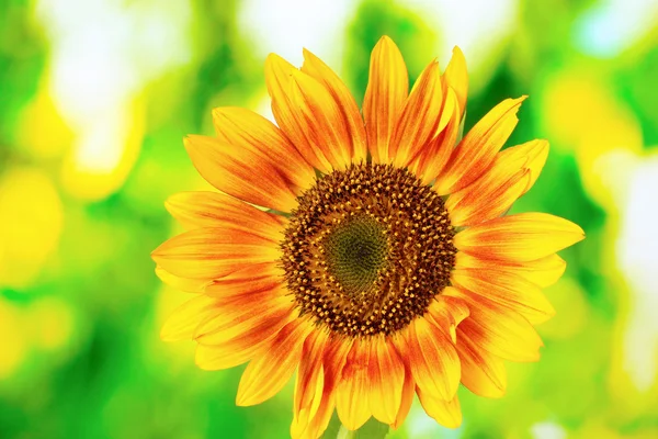 Красивий яскраво соняшника — стокове фото