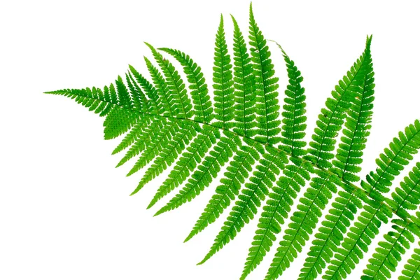 白で隔離されるシダの緑の葉 — ストック写真