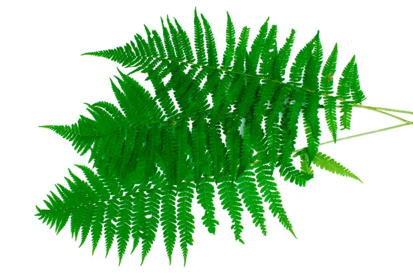 Tři zelené listy kapradí, izolované na bílém — Stock fotografie