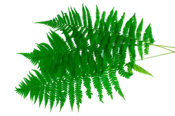 Three green leaves of fern isolated on white — Stock Photo, Image