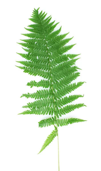 Green leaf of fern isolated on white — Stock Photo, Image