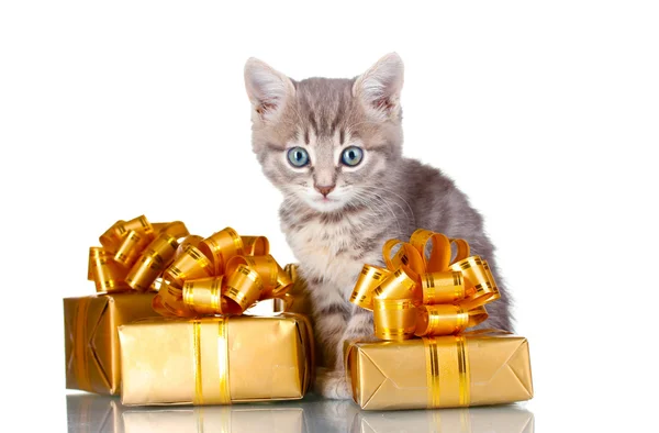 Funny kitten and golden gifts isolated on white — Stock Photo, Image