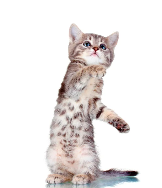 Gatito gris divertido aislado en blanco —  Fotos de Stock