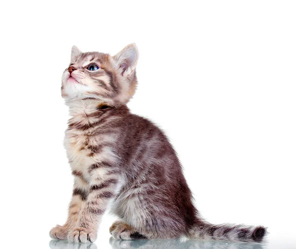 Funny gray kitten isolated on white — Stock Photo, Image