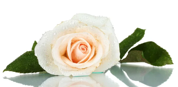 Rosa crema con foglie isolate su bianco — Foto Stock