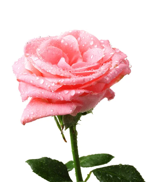 Hermosa rosa rosa con gotas aisladas en blanco —  Fotos de Stock